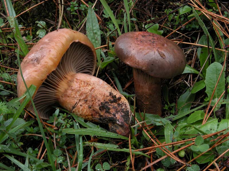 I Miei Funghi 4�